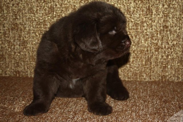 Фото: щенки, ньюфаундленд Акватория Келвин Заветная Мечта (Aquatoriya Kelvin Zavetnaya Mechta), ньюфаундленд Жгучий Брюнет с Берега Дона, май 2012, 1 месяц