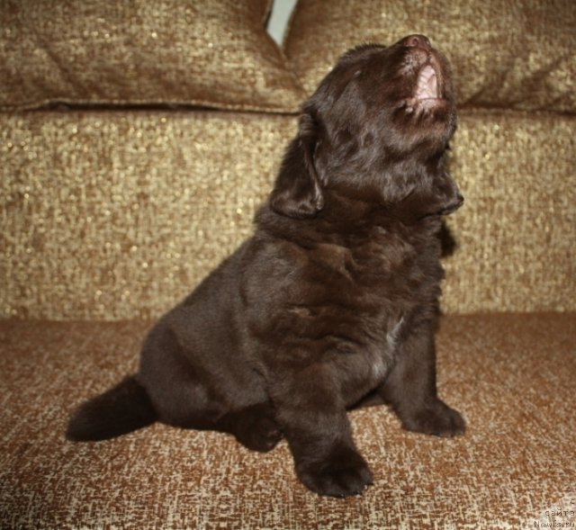 Фото: щенки, ньюфаундленд Акватория Келвин Заветная Мечта (Aquatoriya Kelvin Zavetnaya Mechta), ньюфаундленд Жгучий Брюнет с Берега Дона, май 2012, 1 месяц