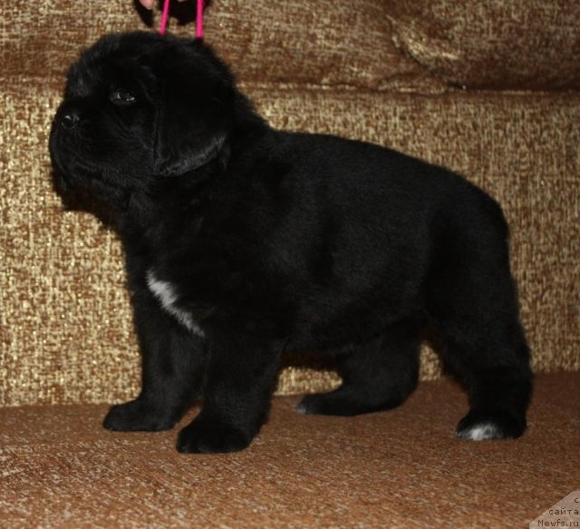 Фото: щенки, ньюфаундленд Акватория Келвин Заветная Мечта (Aquatoriya Kelvin Zavetnaya Mechta), ньюфаундленд Жгучий Брюнет с Берега Дона, май 2012, 1 месяц