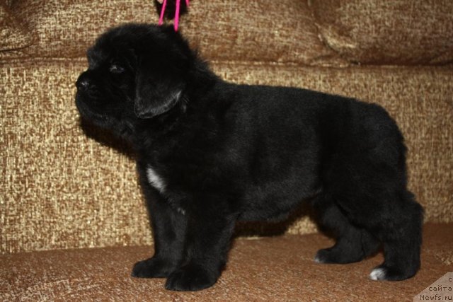 Фото: щенки, ньюфаундленд Акватория Келвин Заветная Мечта (Aquatoriya Kelvin Zavetnaya Mechta), ньюфаундленд Жгучий Брюнет с Берега Дона, май 2012, 1 месяц