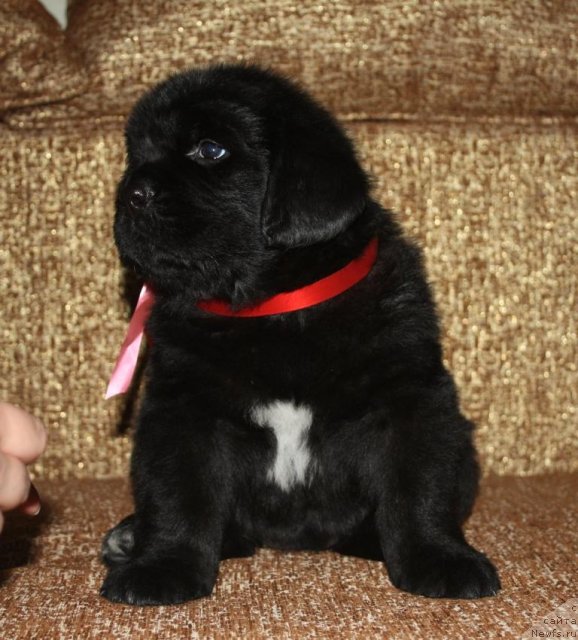 Фото: щенки, ньюфаундленд Акватория Келвин Заветная Мечта (Aquatoriya Kelvin Zavetnaya Mechta), ньюфаундленд Жгучий Брюнет с Берега Дона, май 2012, 1 месяц