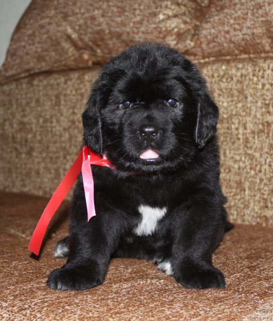 Фото: щенки, ньюфаундленд Акватория Келвин Заветная Мечта (Aquatoriya Kelvin Zavetnaya Mechta), ньюфаундленд Жгучий Брюнет с Берега Дона, май 2012, 1 месяц