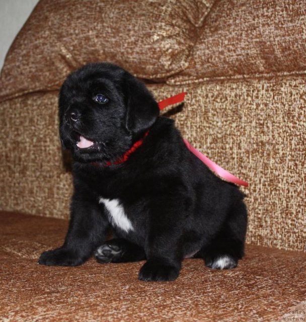 Фото: щенки, ньюфаундленд Акватория Келвин Заветная Мечта (Aquatoriya Kelvin Zavetnaya Mechta), ньюфаундленд Жгучий Брюнет с Берега Дона, май 2012, 1 месяц