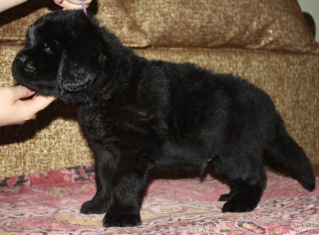 Фото: щенки, ньюфаундленд Акватория Келвин Заветная Мечта (Aquatoriya Kelvin Zavetnaya Mechta), ньюфаундленд Жгучий Брюнет с Берега Дона, май 2012, 1 месяц