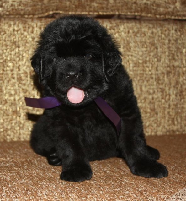 Фото: щенки, ньюфаундленд Акватория Келвин Заветная Мечта (Aquatoriya Kelvin Zavetnaya Mechta), ньюфаундленд Жгучий Брюнет с Берега Дона, май 2012, 1 месяц