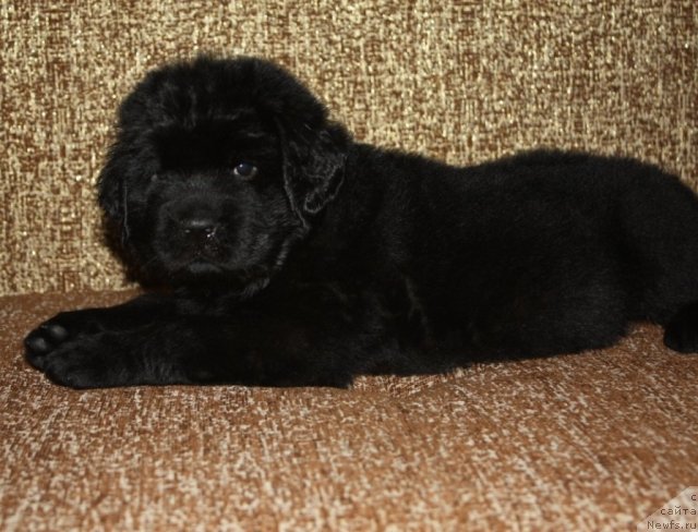 Фото: щенки, ньюфаундленд Акватория Келвин Заветная Мечта (Aquatoriya Kelvin Zavetnaya Mechta), ньюфаундленд Жгучий Брюнет с Берега Дона, май 2012, 1 месяц
