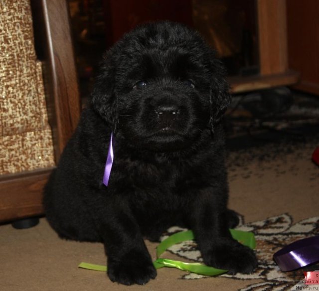 Фото: щенки, ньюфаундленд Акватория Келвин Заветная Мечта (Aquatoriya Kelvin Zavetnaya Mechta), ньюфаундленд Жгучий Брюнет с Берега Дона, май 2012, 1 месяц