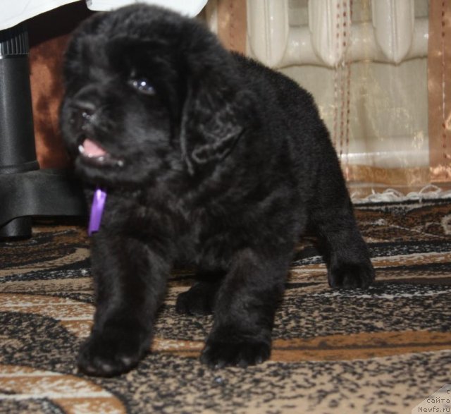 Фото: щенки, ньюфаундленд Акватория Келвин Заветная Мечта (Aquatoriya Kelvin Zavetnaya Mechta), ньюфаундленд Жгучий Брюнет с Берега Дона, май 2012, 1 месяц