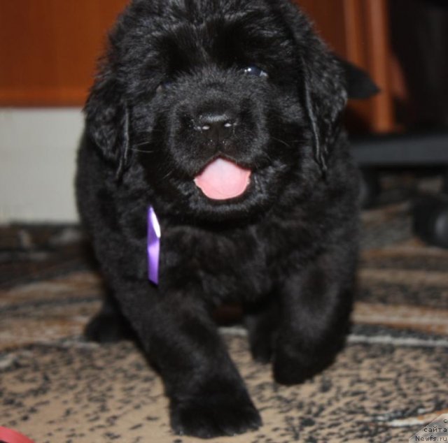 Фото: щенки, ньюфаундленд Акватория Келвин Заветная Мечта (Aquatoriya Kelvin Zavetnaya Mechta), ньюфаундленд Жгучий Брюнет с Берега Дона, май 2012, 1 месяц