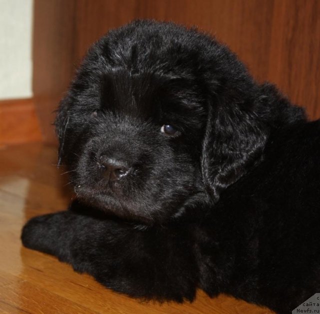 Фото: щенки, ньюфаундленд Акватория Келвин Заветная Мечта (Aquatoriya Kelvin Zavetnaya Mechta), ньюфаундленд Жгучий Брюнет с Берега Дона, май 2012, 1 месяц