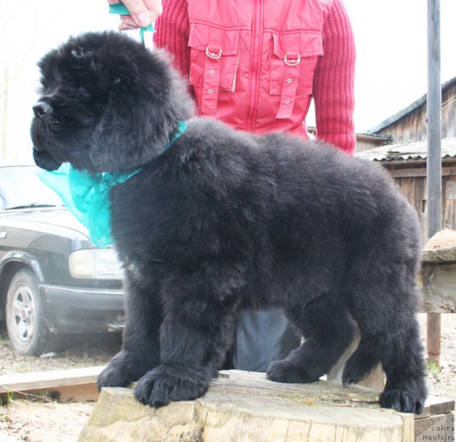 Фото: Бегущая по волнам Центэр оф Аттракшион