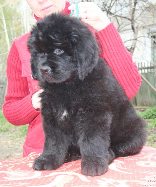 Фото: Бегущая по волнам Центэр оф Аттракшион