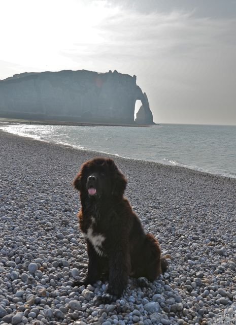 Фото: ньюфаундленд Сент Джонс Щедберри (Sent Djons Shadberry)