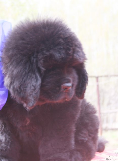 Фото: Кобель синяя лента