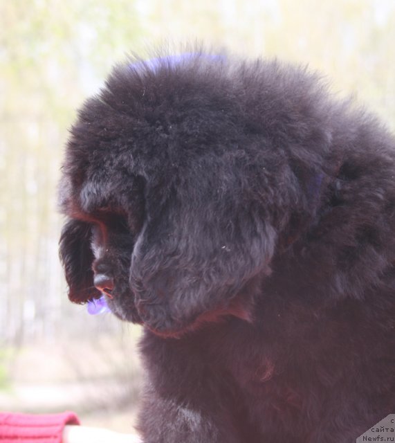 Фото: Кобель синяя лента