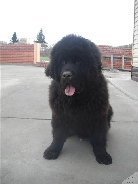 Фото: последний сынок, ньюфаундленд Царевич Империи Ньюф от Марлеон Дусвик