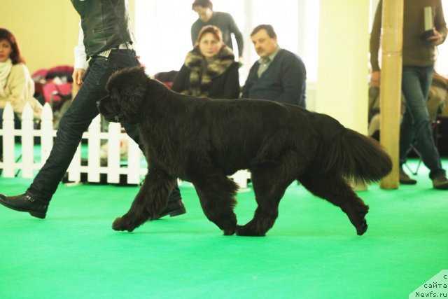 Фото: ньюфаундленд Смигар Нимфея Неотразимая (Smigar Nimfeya Neotrazimaya)