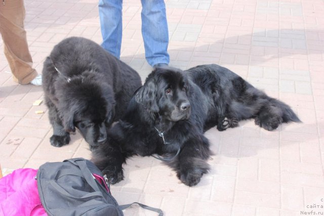 Фото: ньюфаундленд Дар Свезы Юника Сагитта (Dar Svezy Unika Sagitta), ньюфаундленд Дар Свезы Баскет оф Росес