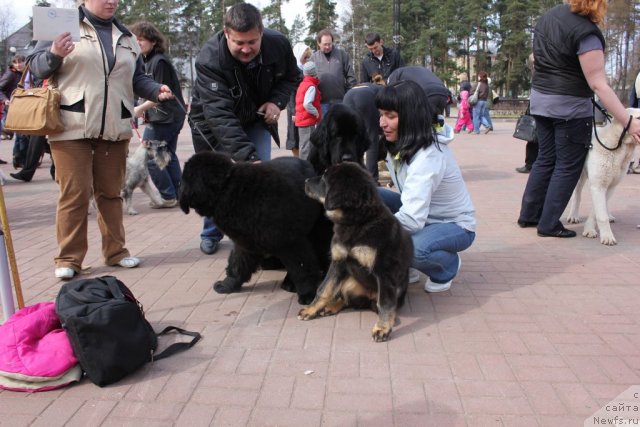 Фото: ньюфаундленд Дар Свезы Юника Сагитта (Dar Svezy Unika Sagitta), ньюфаундленд Дар Свезы Баскет оф Росес