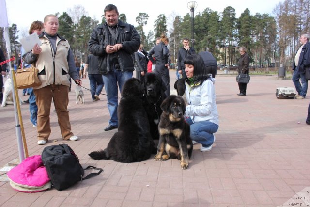 Фото: ньюфаундленд Дар Свезы Юника Сагитта (Dar Svezy Unika Sagitta), ньюфаундленд Дар Свезы Баскет оф Росес