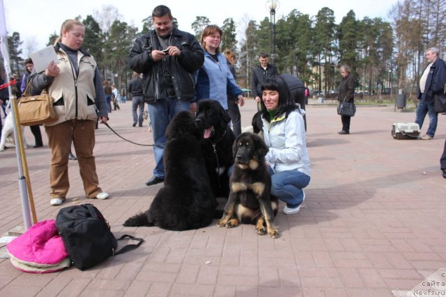 Фото: ньюфаундленд Дар Свезы Юника Сагитта (Dar Svezy Unika Sagitta), ньюфаундленд Дар Свезы Баскет оф Росес, Ирина Бубнова, Дарья Власова