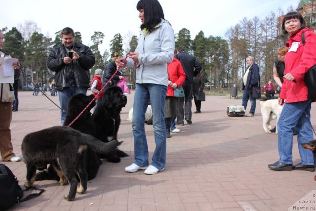 Фото: ньюфаундленд Дар Свезы Юника Сагитта (Dar Svezy Unika Sagitta), ньюфаундленд Дар Свезы Баскет оф Росес, Ирина Бубнова, Дарья Власова
