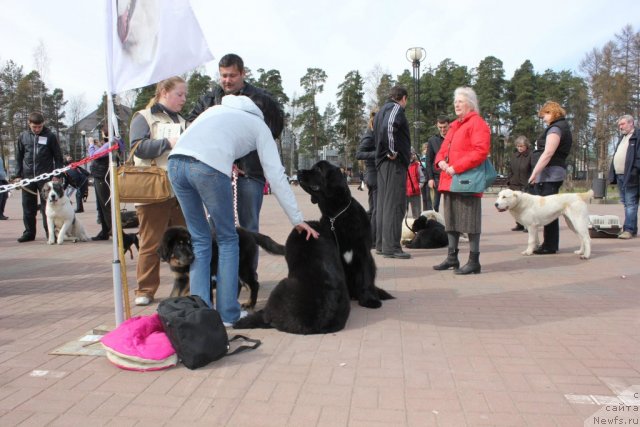 Фото: ньюфаундленд Дар Свезы Юника Сагитта (Dar Svezy Unika Sagitta), ньюфаундленд Дар Свезы Баскет оф Росес, Ирина Бубнова, Дарья Власова, Владимир Репин