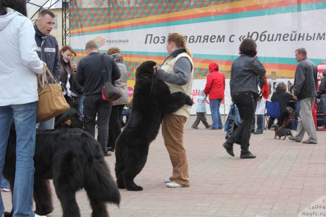 Фото: ньюфаундленд Дар Свезы Баскет оф Росес, Дарья Власова