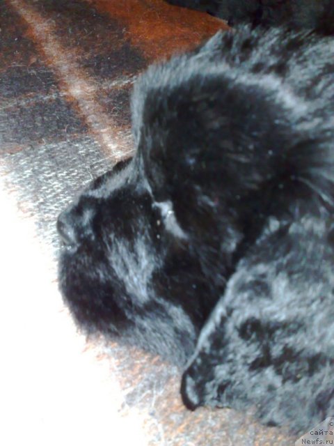 Фотография № 94777