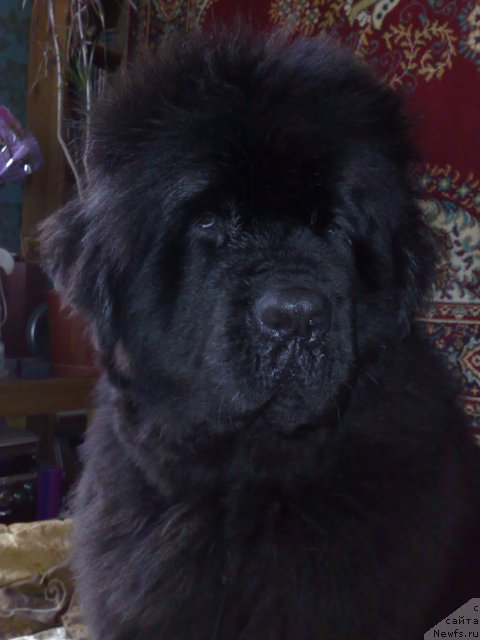 Фото: ньюфаундленд Смигар Нимфея Неотразимая (Smigar Nimfeya Neotrazimaya)