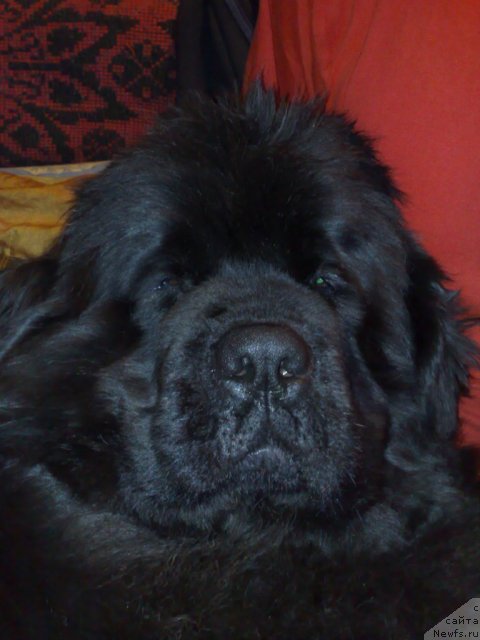 Фото: ньюфаундленд Смигар Нимфея Неотразимая (Smigar Nimfeya Neotrazimaya)