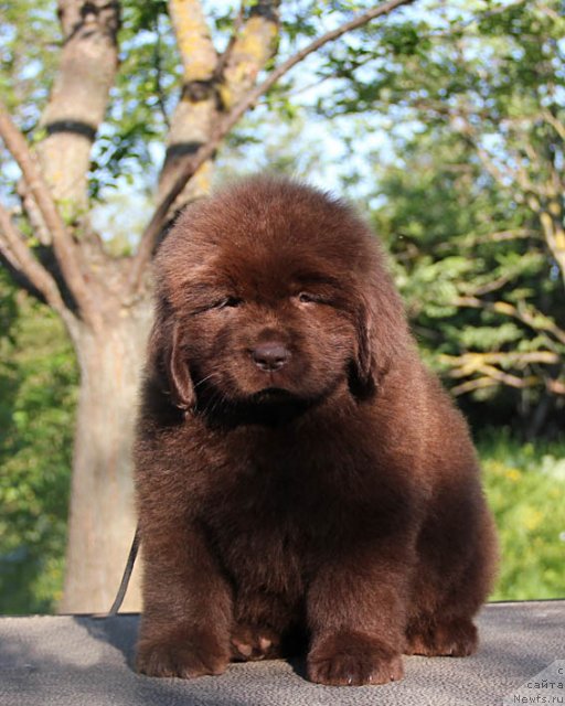 Фотография № 94782