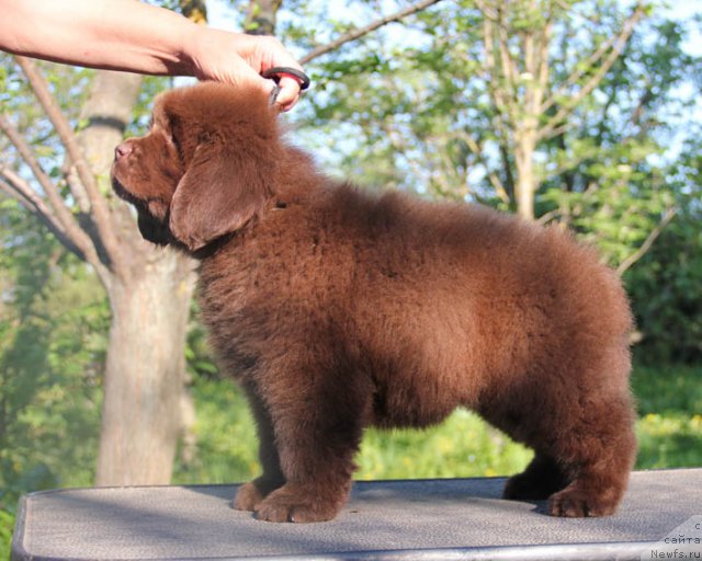 Фотография № 94783