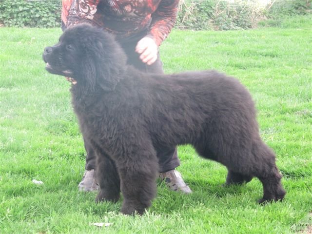 Фото: дочь, ньюфаундленд Акватория Келвин Калашникофф