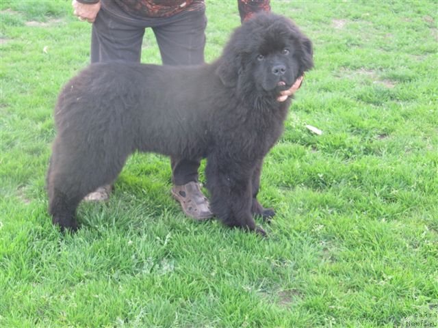 Фото: дочь, ньюфаундленд Акватория Келвин Калашникофф