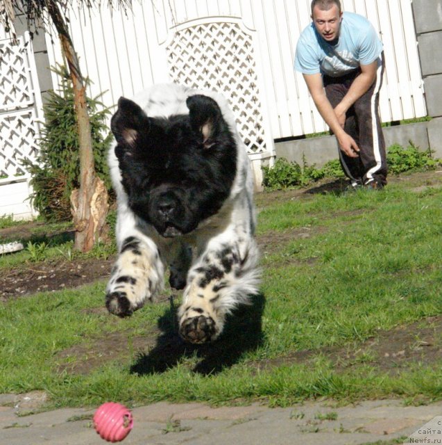 Фото: ньюфаундленд Аквиан Сонг Зеро Гравити (Akvian Song Zero Graviti)