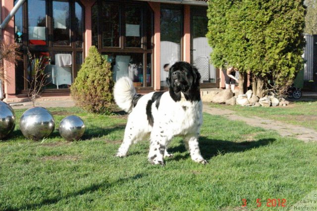 Фото: ньюфаундленд Аквиан Сонг Зеро Гравити (Akvian Song Zero Graviti)