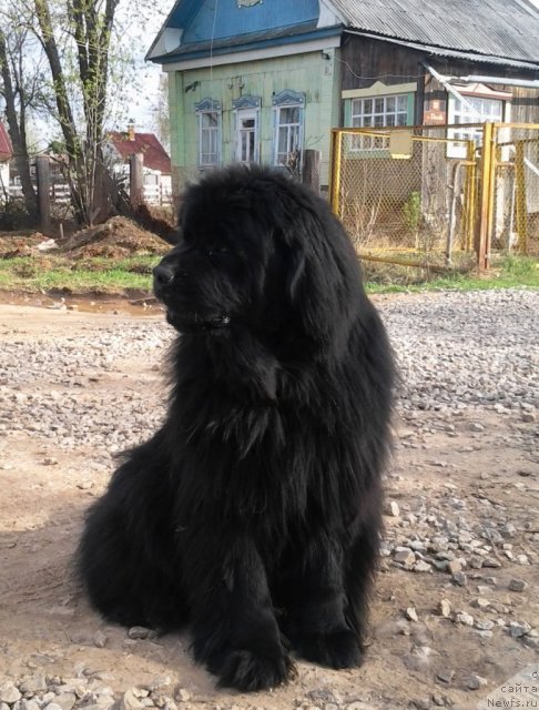 Фото: ньюфаундленд Их Высочество Владлена Маджикс