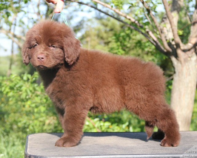 Фотография № 94797