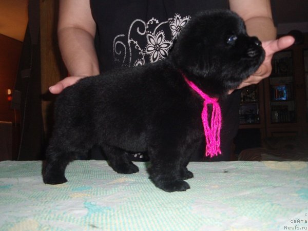 Фото: дети, ньюфаундленд Ефросинья из Царства Медведей