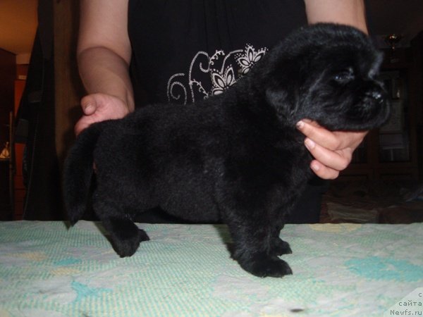 Фото: дети, ньюфаундленд Ефросинья из Царства Медведей