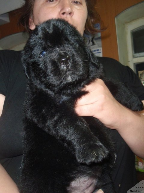 Фото: ньюфаундленд Ньюфорт Топ Гир