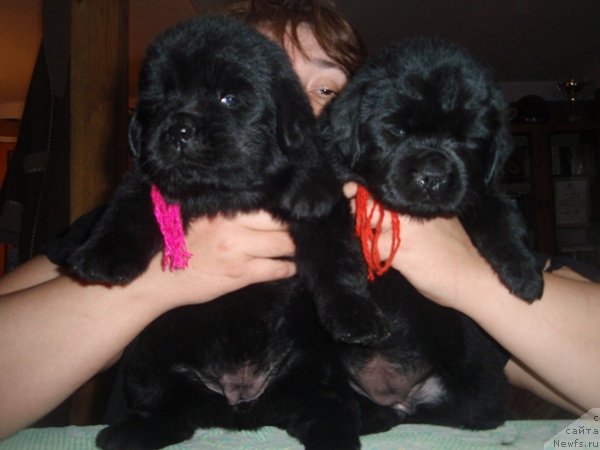 Фото: девочки, ньюфаундленд Ефросинья из Царства Медведей