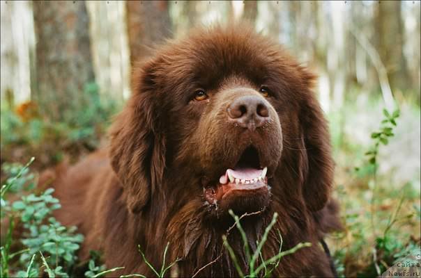 Фото: ньюфаундленд Правитель Тайги