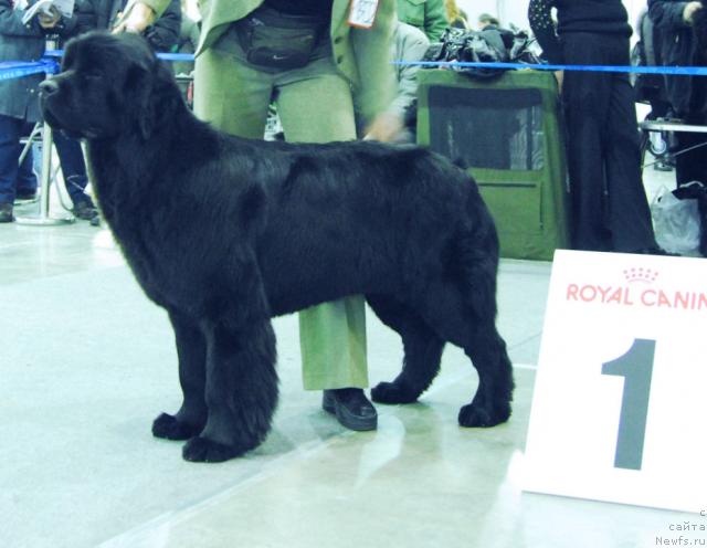 Фото: ньюфаундленд Джентли Бон из Медвежьего Яра