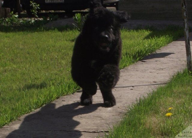 Фото: ньюфаундленд Чарующий Чезарио (Charuyuschiy Chezario)