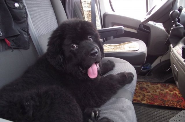 Фото: ньюфаундленд Чарующий Чезарио (Charuyuschiy Chezario)