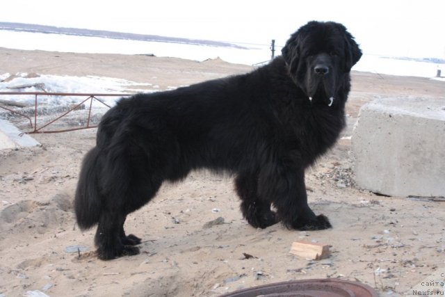 Фото: ньюфаундленд Бегущая по Волнам Зеро Коол