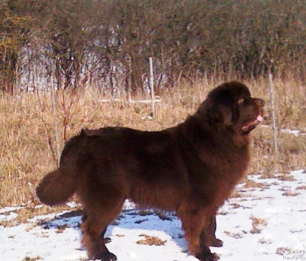 Фото: Итгай[d6697], ньюфаундленд Итгай