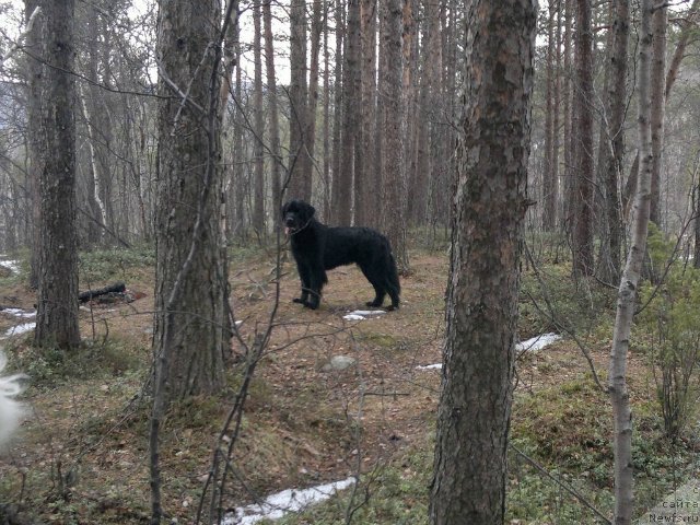 Фото: ньюфаундленд Уютная Долина Блэк Даймонд Велинда (Uyutnaya Dolina Black Diamond Velinda)